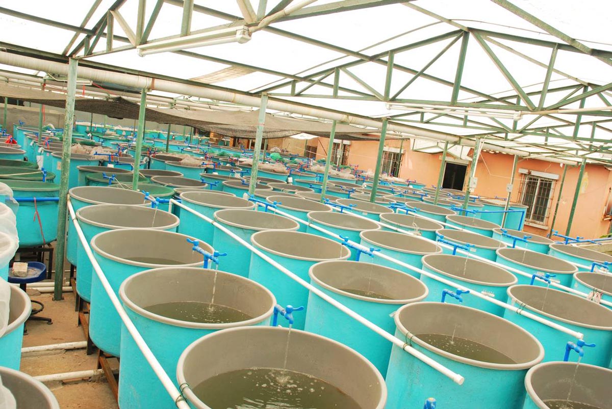 aquaculture